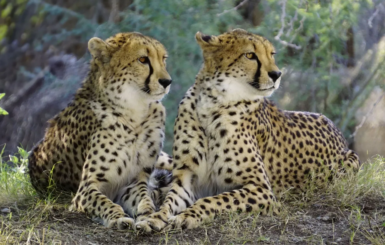 Photo wallpaper animals, wildlife, big cat, cheetahs_