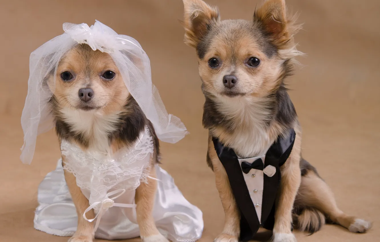 Photo wallpaper dog, a couple, Chihuahua, wedding
