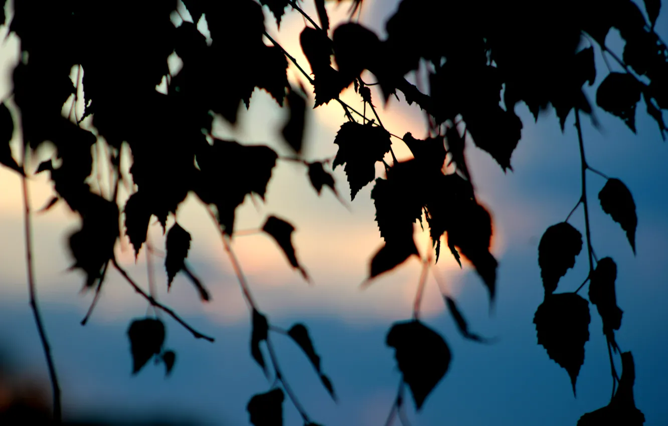 Photo wallpaper the sky, leaves, macro, sunset, tree, birch
