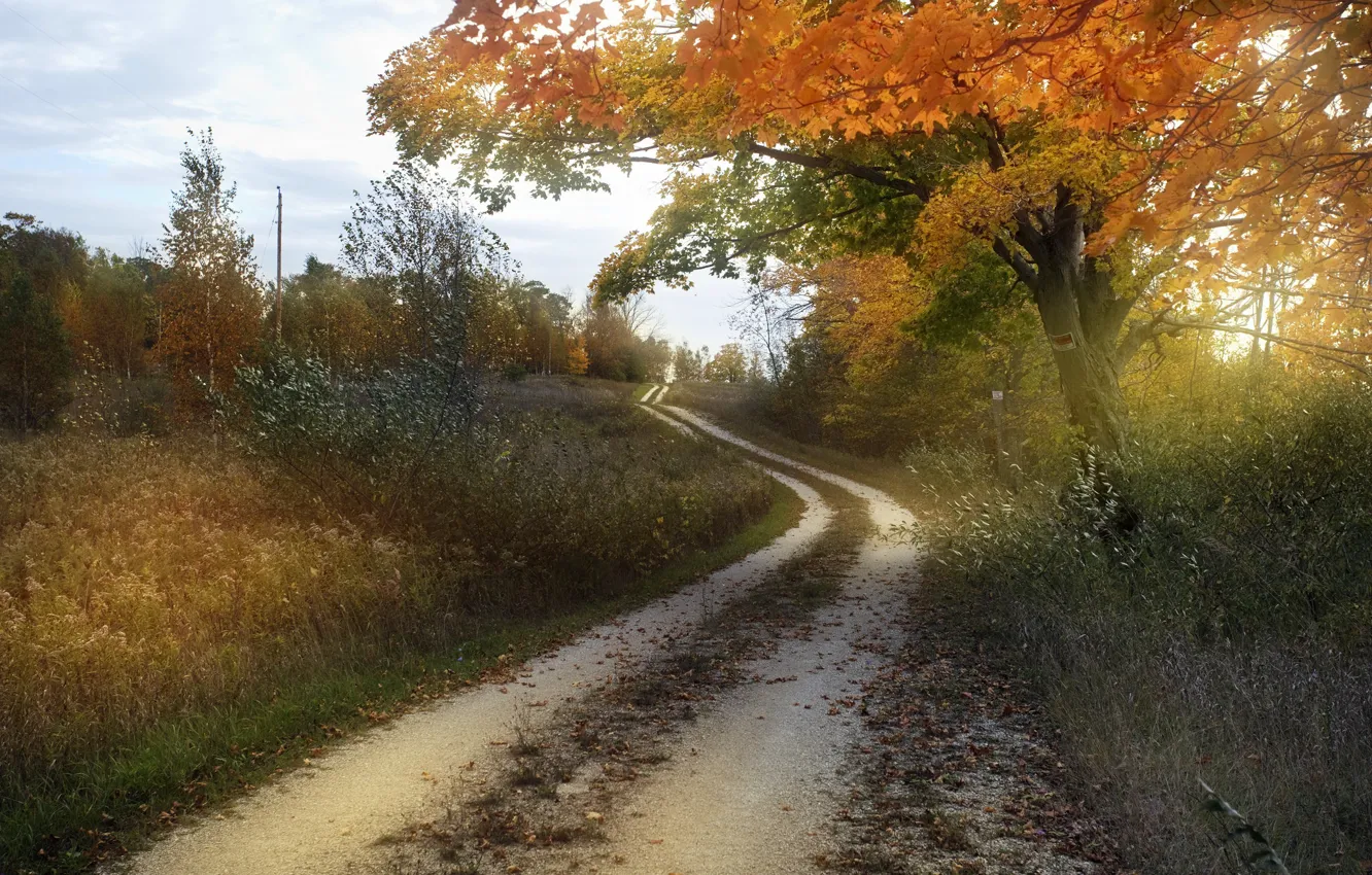 Photo wallpaper autumn, trees, road