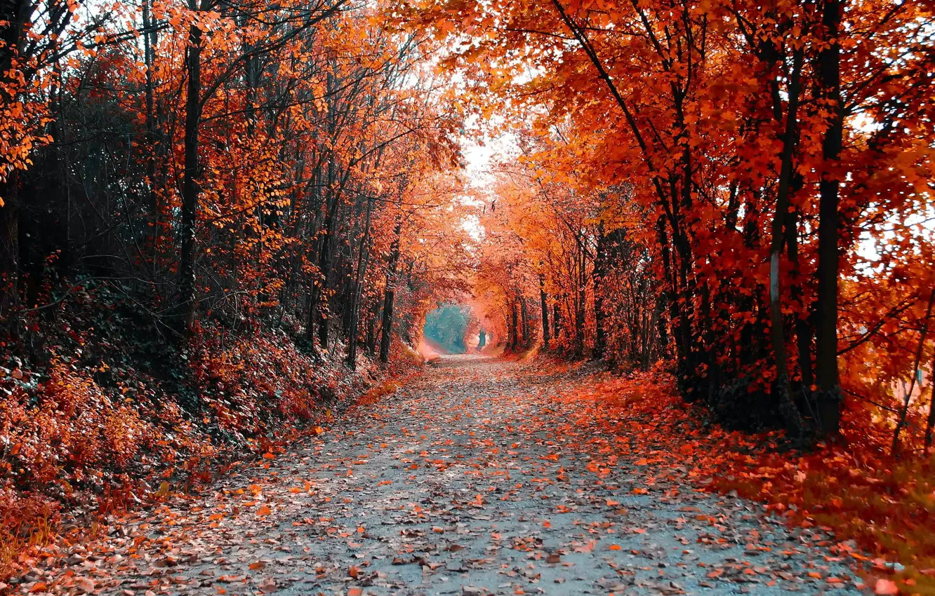 Photo wallpaper road, autumn, trees, landscape, color