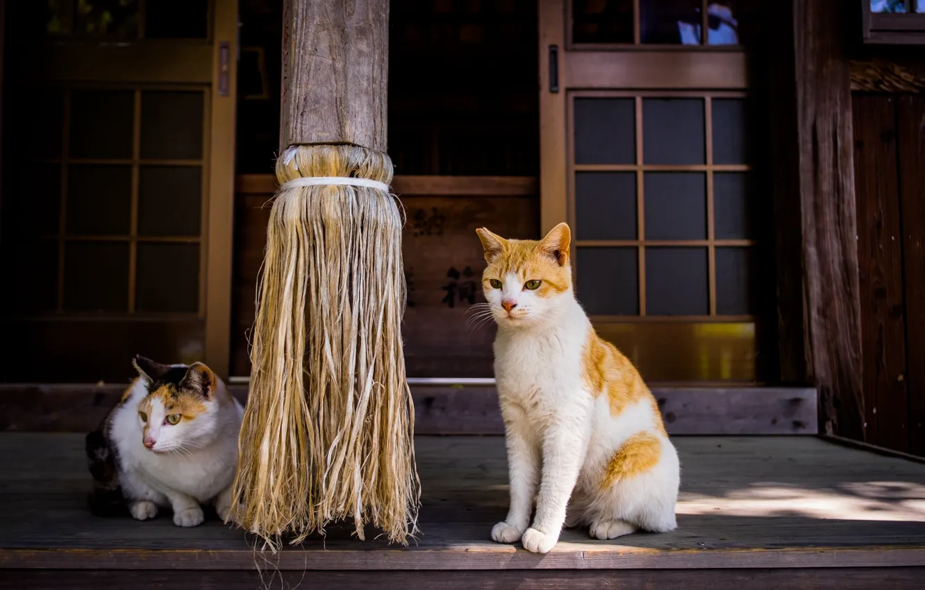 Photo wallpaper cat, house, cats, door, red, yard, pair, Asia