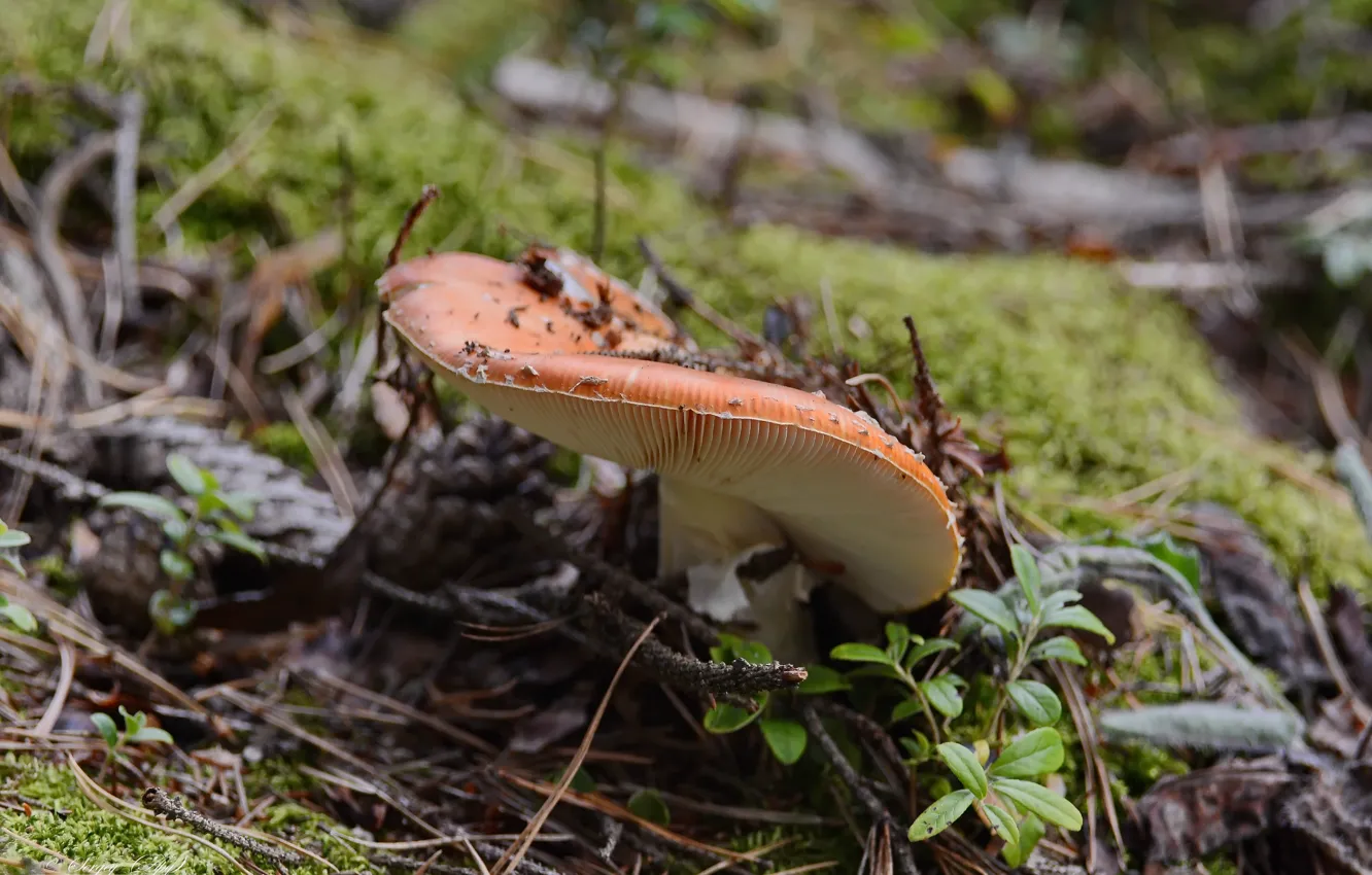 Photo wallpaper forest, mushrooms, mushroom