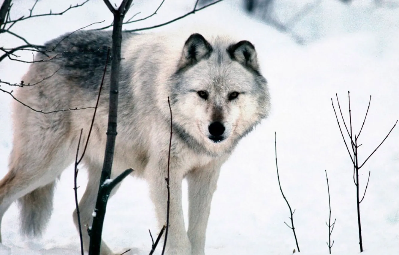 Photo wallpaper nature, Gray Wolf, face, animal, wolf, canis lupus, wildlife, head