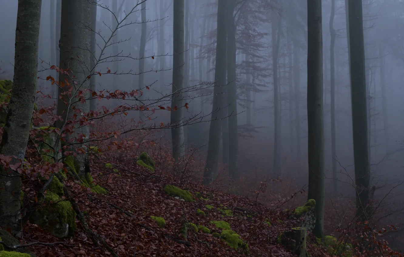 Photo wallpaper forest, trees, nature, fog, Niklas Hamisch