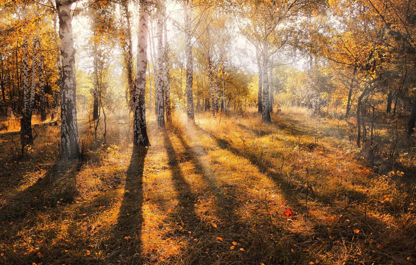 Photo wallpaper autumn, light, birch, grove, birch grove