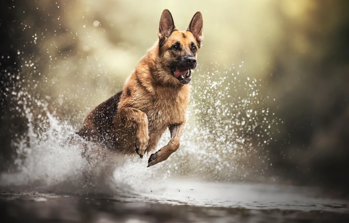 Photo wallpaper water, squirt, dog, shepherd