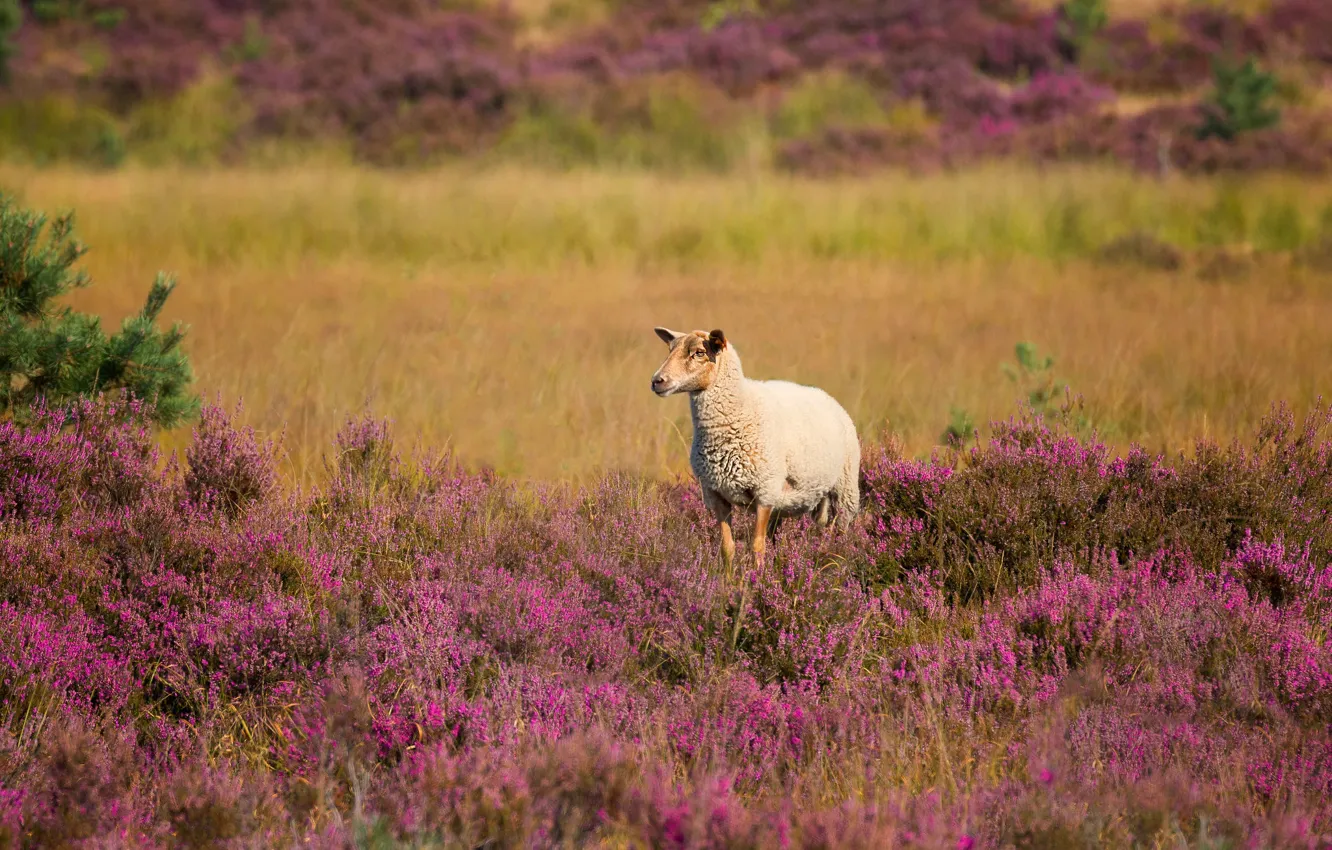 Photo wallpaper field, white, flowers, nature, thickets, glade, sheep, meadow