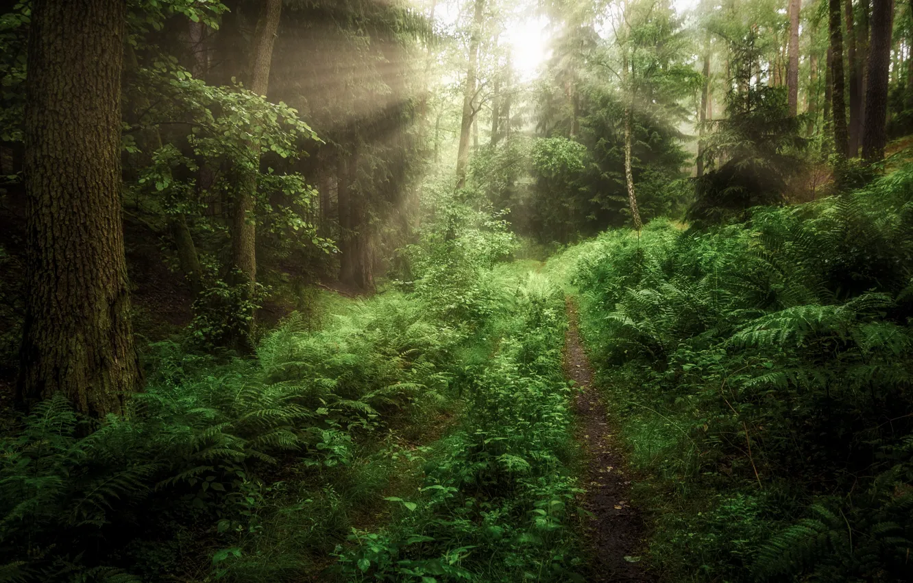 Photo wallpaper forest, the sun, rays, landscape, nature, path