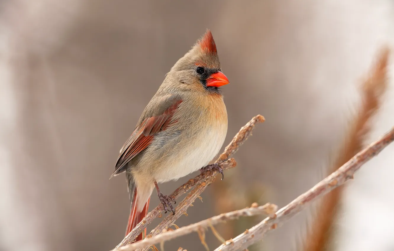 Photo wallpaper bird, branch, feathers, beak, cardinal