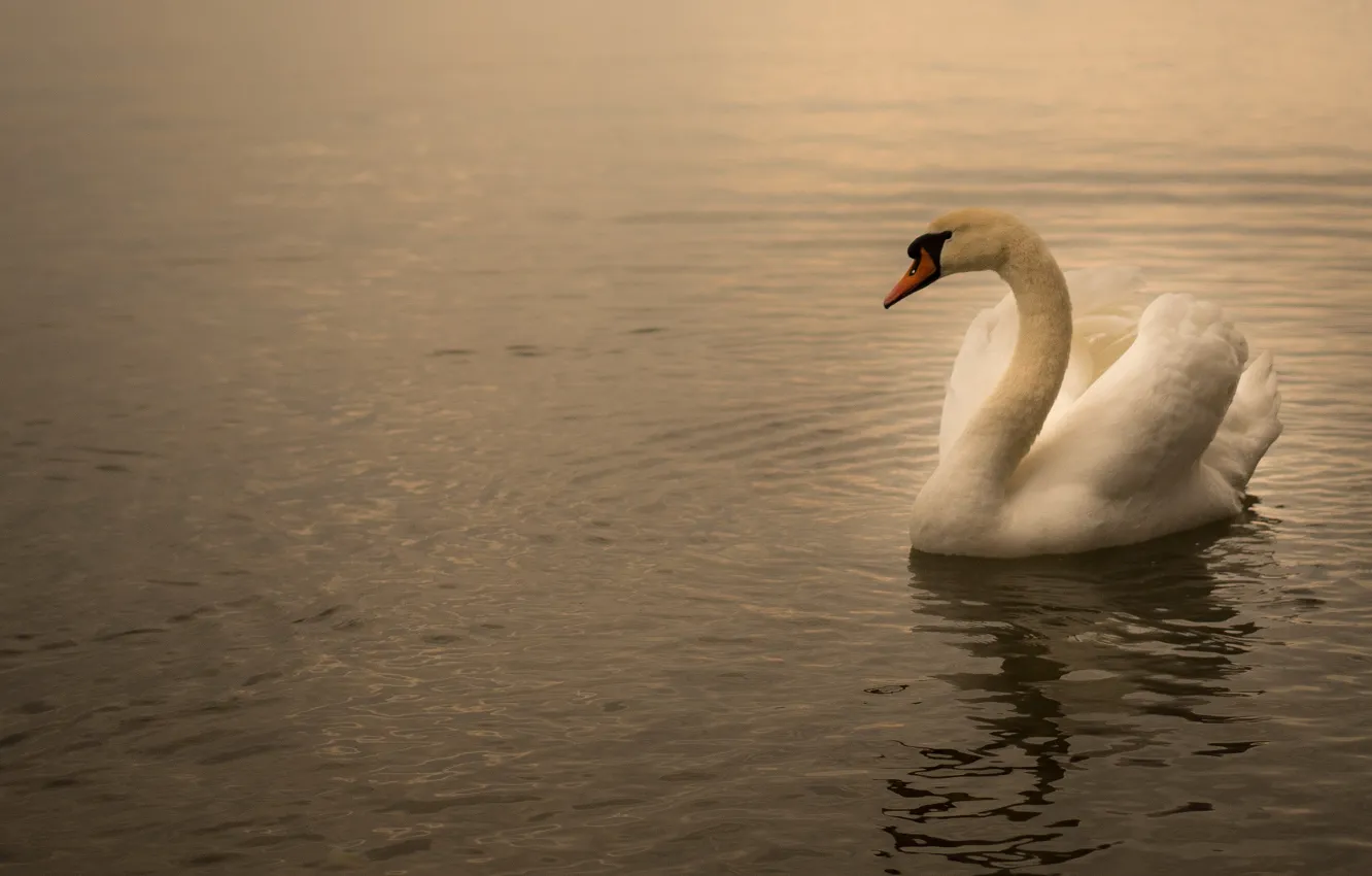 Photo wallpaper water, nature, lake, pond, bird, ruffle, swans, pond