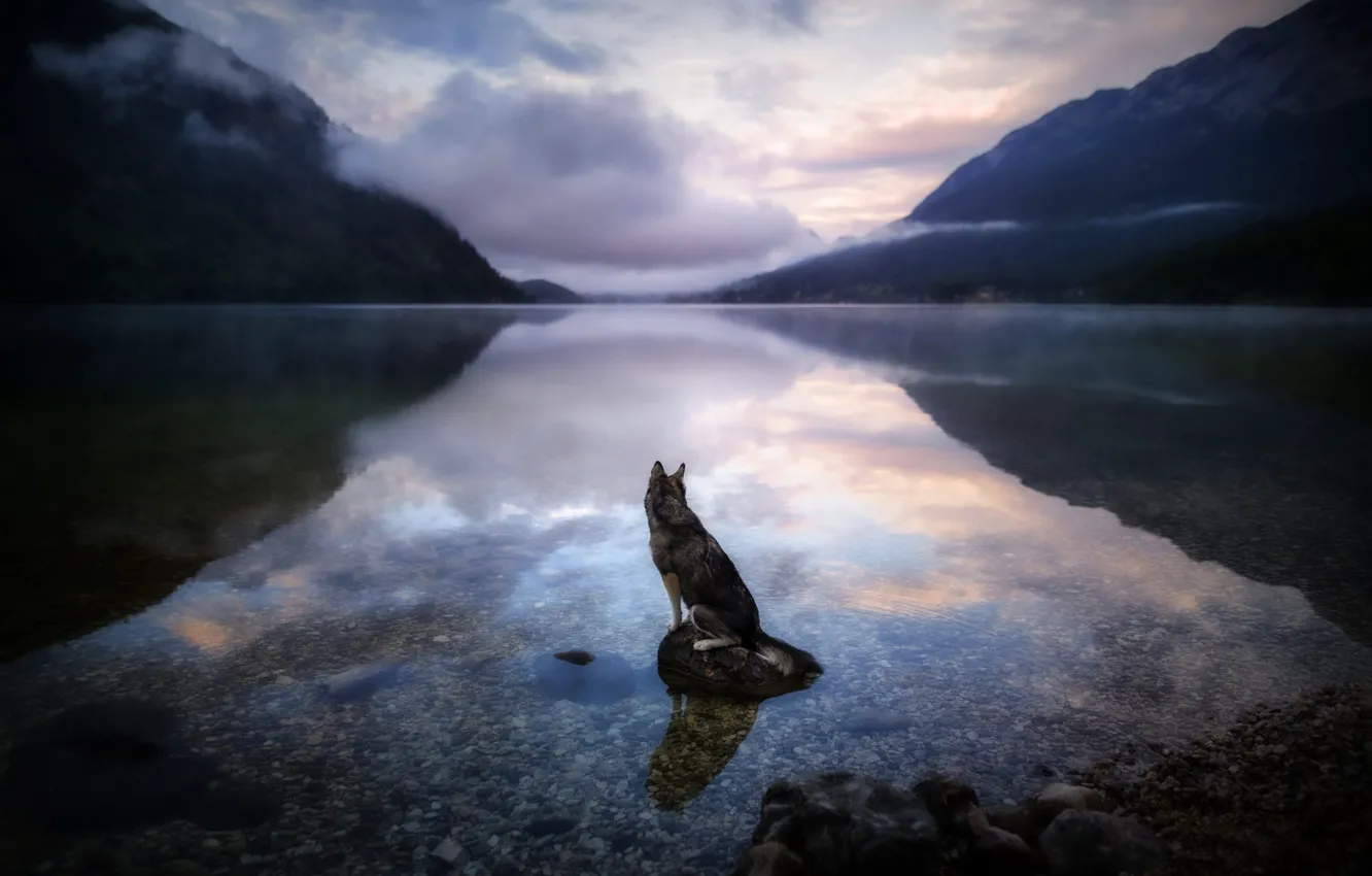 Photo wallpaper mountains, nature, pose, shore, dog, pond