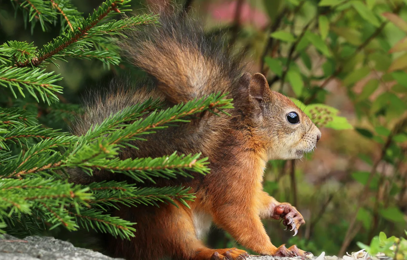 Photo wallpaper spruce, branch, protein, rodent, branches, squirrels, fir
