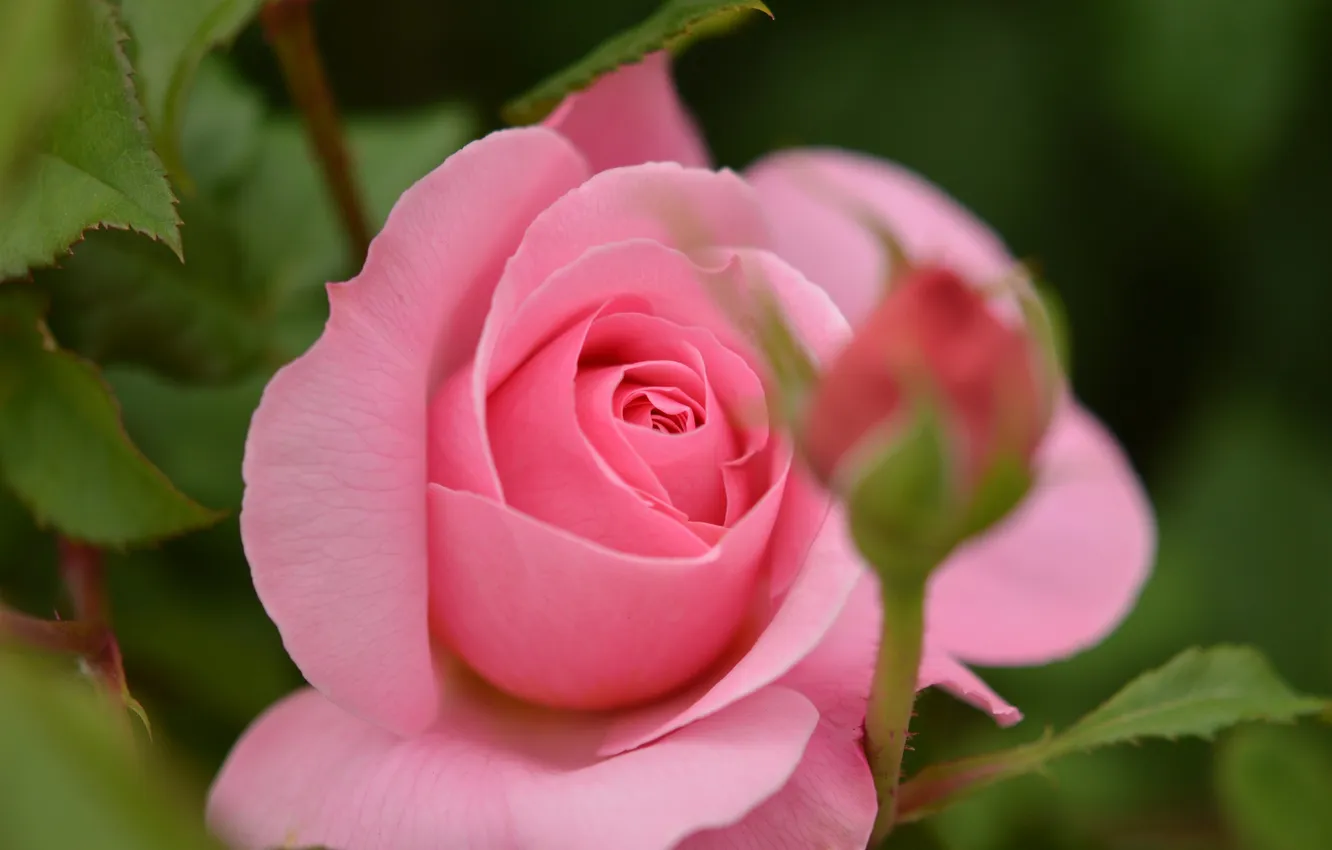 Photo wallpaper leaves, macro, flowers, roses, pink, buds