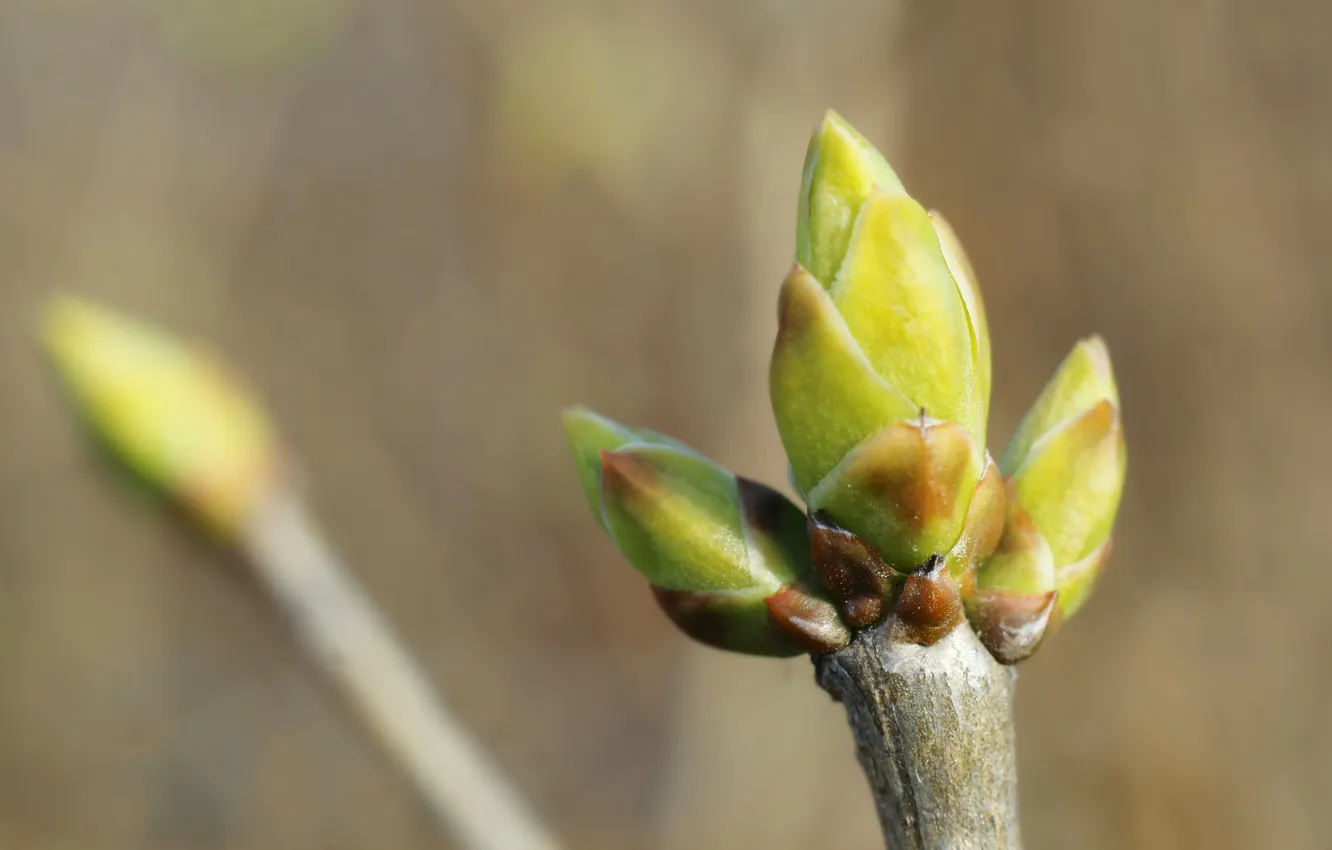 Photo wallpaper macro, spring, plant, twig