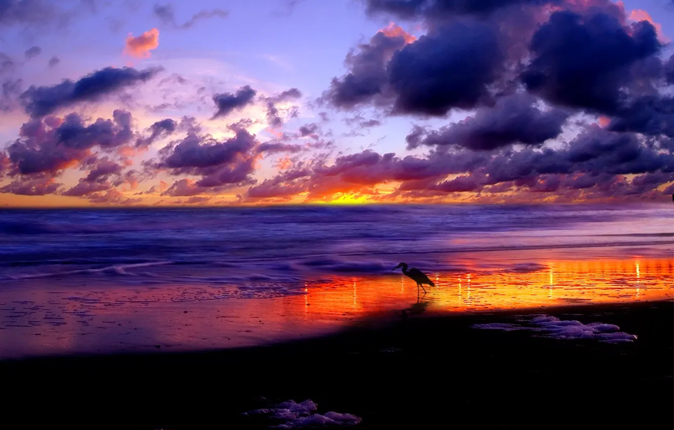 Photo wallpaper sea, clouds, sunset, stork