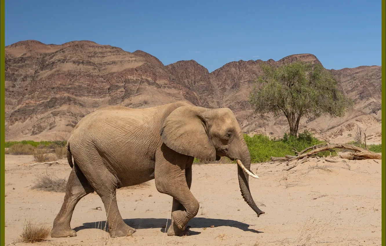 Photo wallpaper nature, elephant, picture, Africa, nature, Africa, picture, elephant