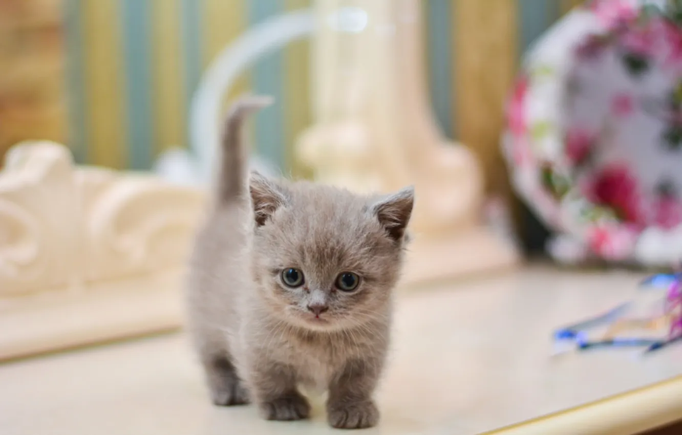 Photo wallpaper animals, kittens, munchkin, kitten playing, kitten isolated, feline fur