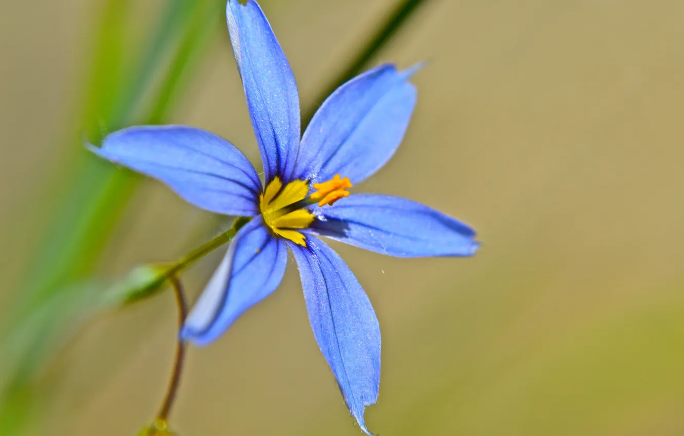 Photo wallpaper flowers, nature, plant, petals