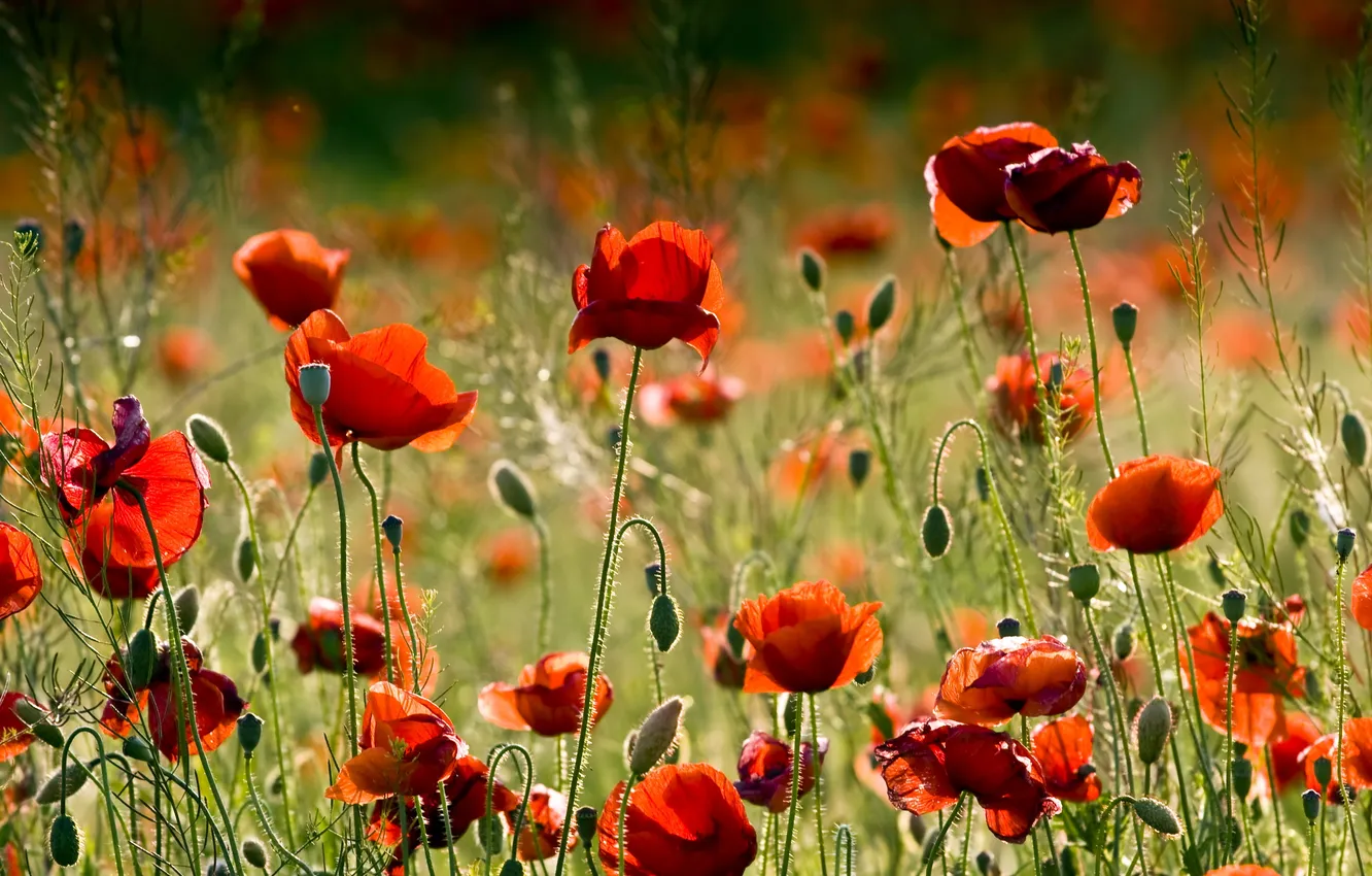 Photo wallpaper summer, flowers, Maki, field, poppy, poppy field