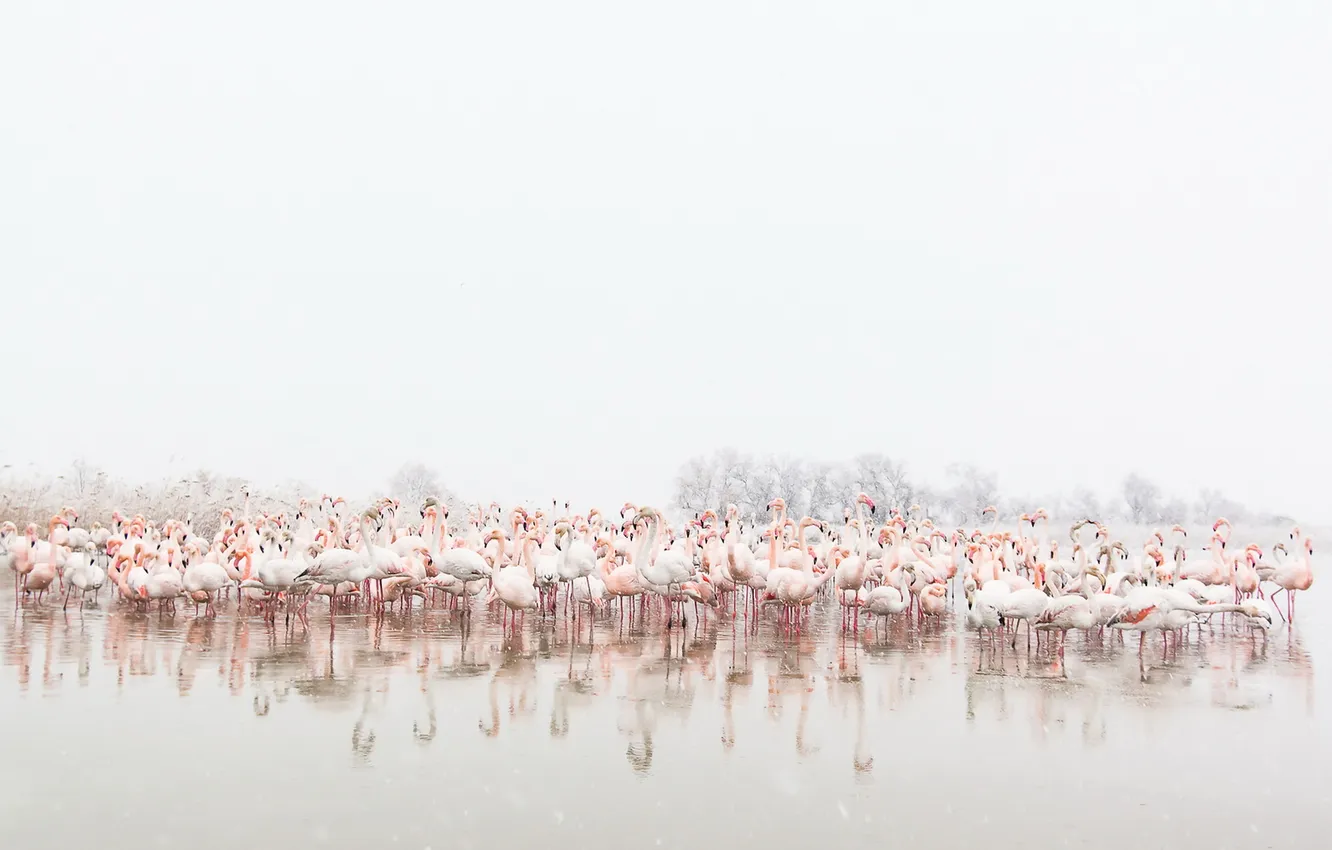 Photo wallpaper birds, nature, Flamingo