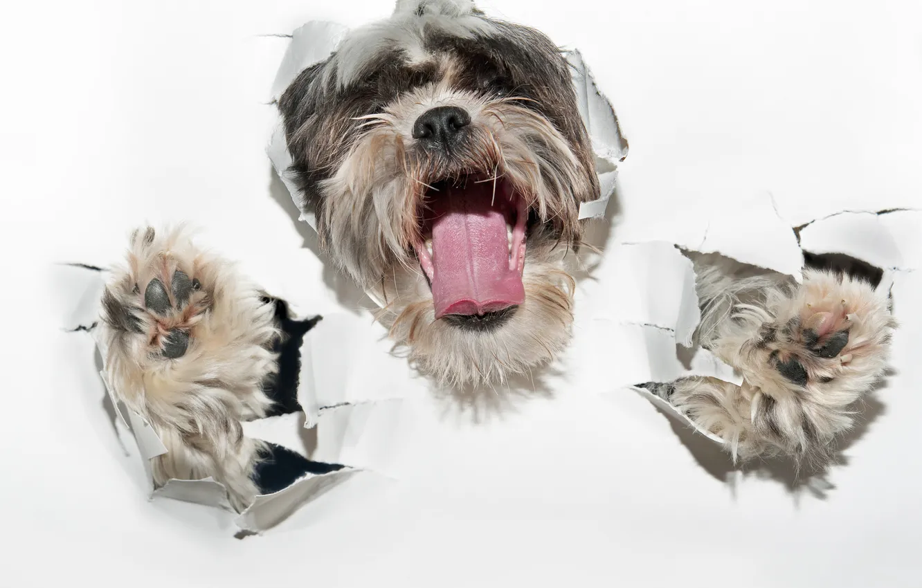 Photo wallpaper paper, each, dog