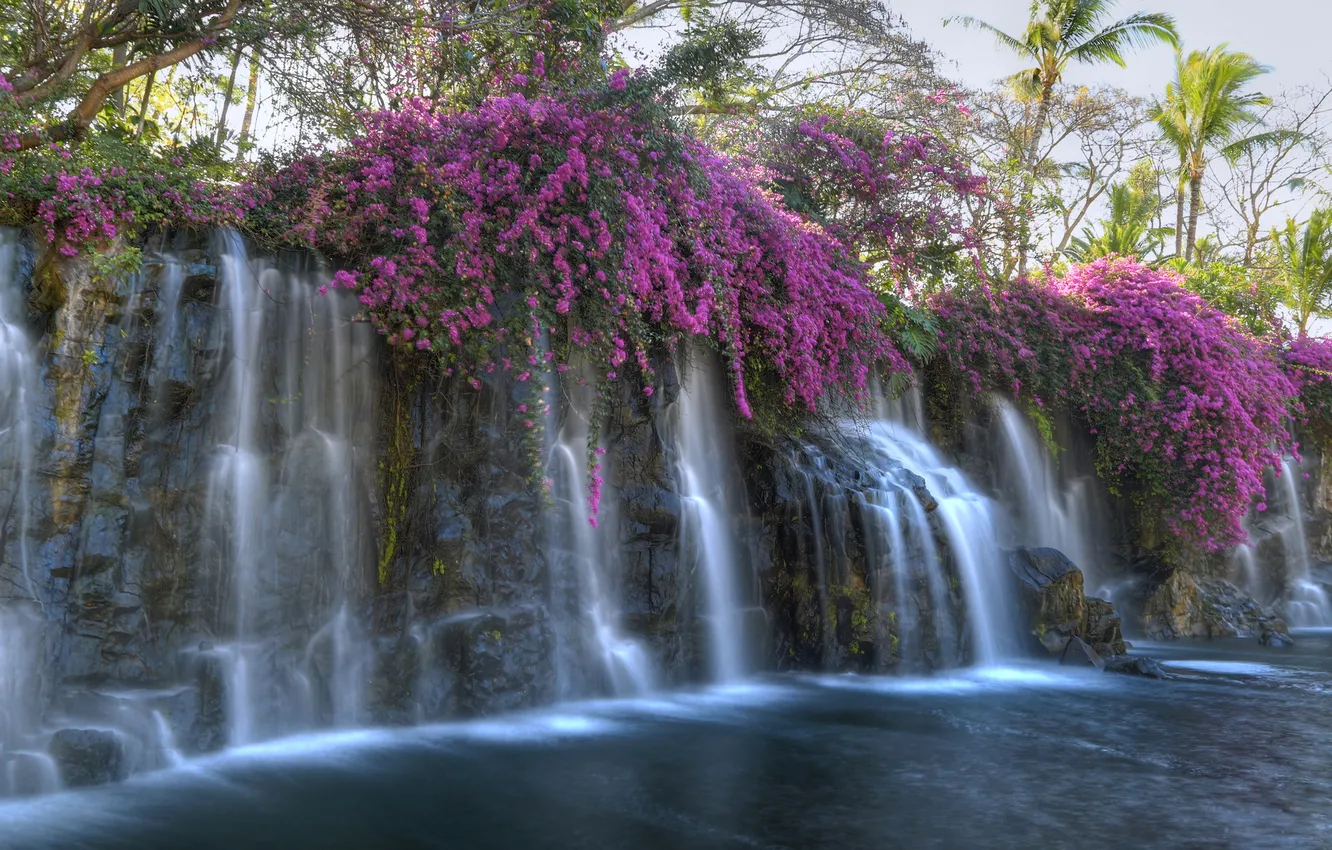 Photo wallpaper flowers, tropics, palm trees, waterfall, stream