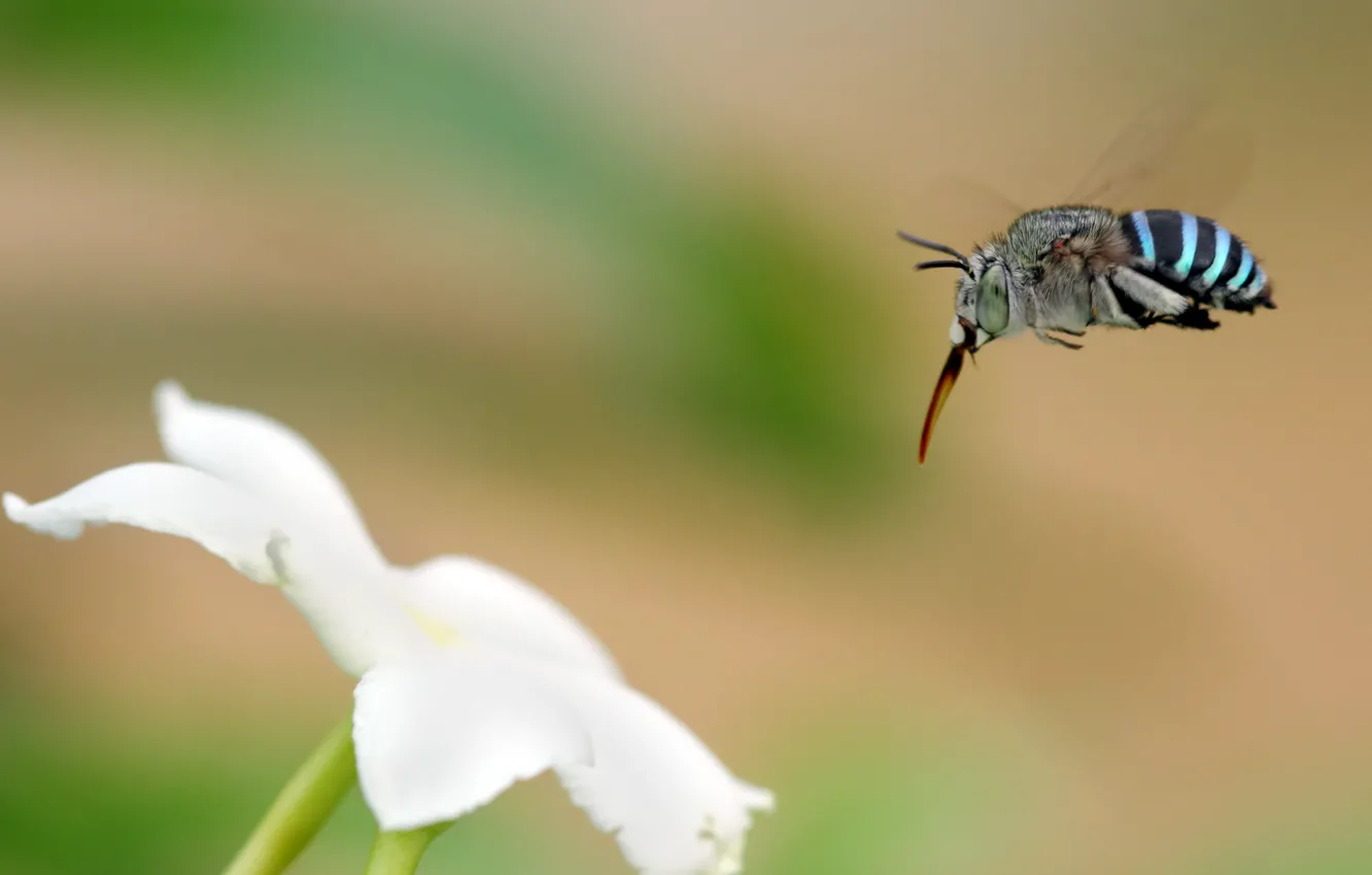 Photo wallpaper white, flowers, background, insect