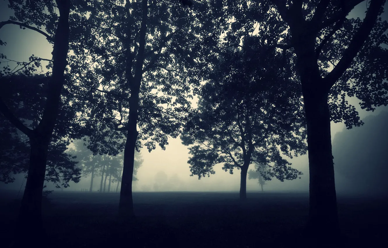 Photo wallpaper Nature, The evening, Fog, Trees, Forest, The darkness, Wallpaper, Twilight