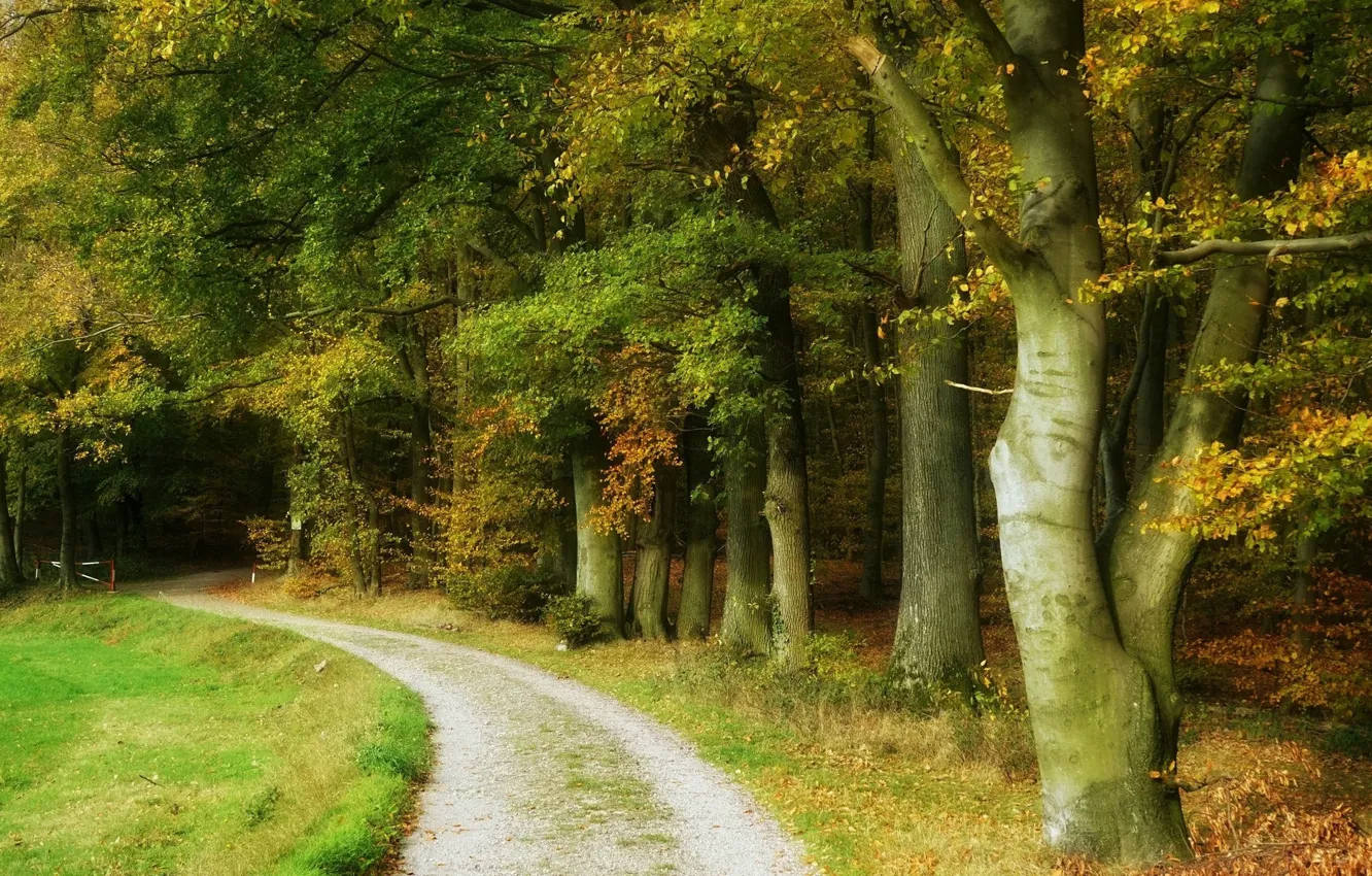 Photo wallpaper road, forest, trees