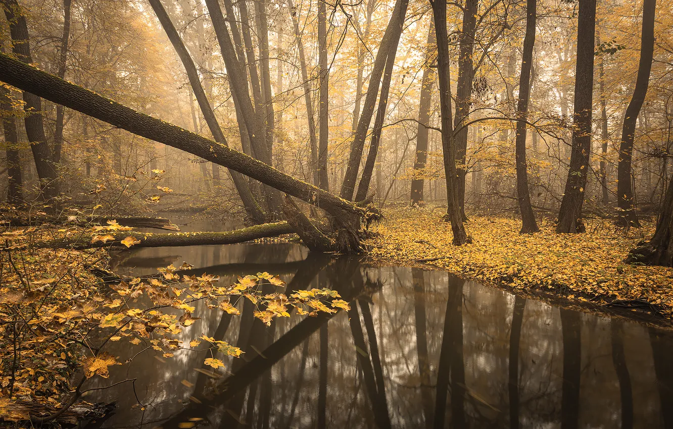 Photo wallpaper forest, trees, water, autumn