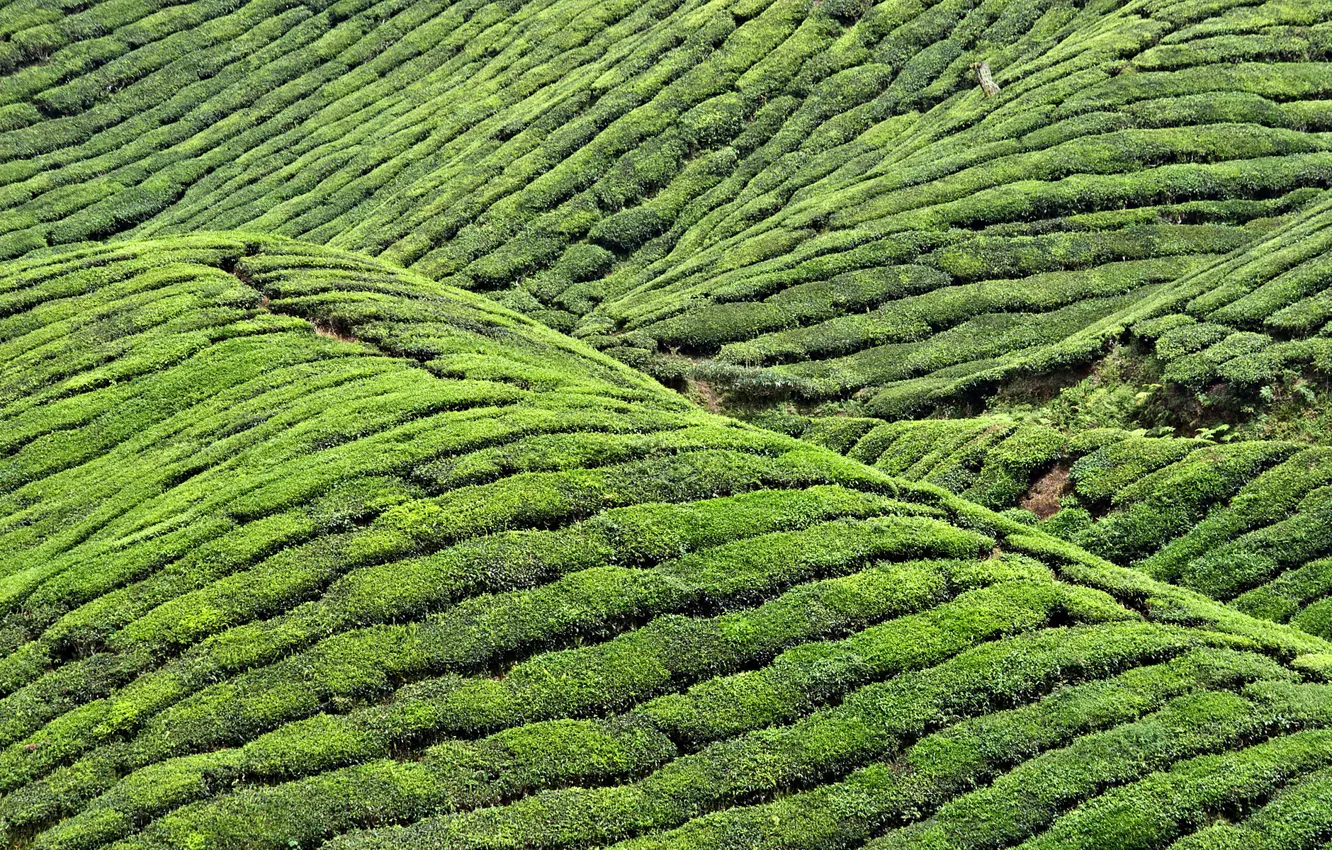 Photo wallpaper landscape, hills, tea, plantation