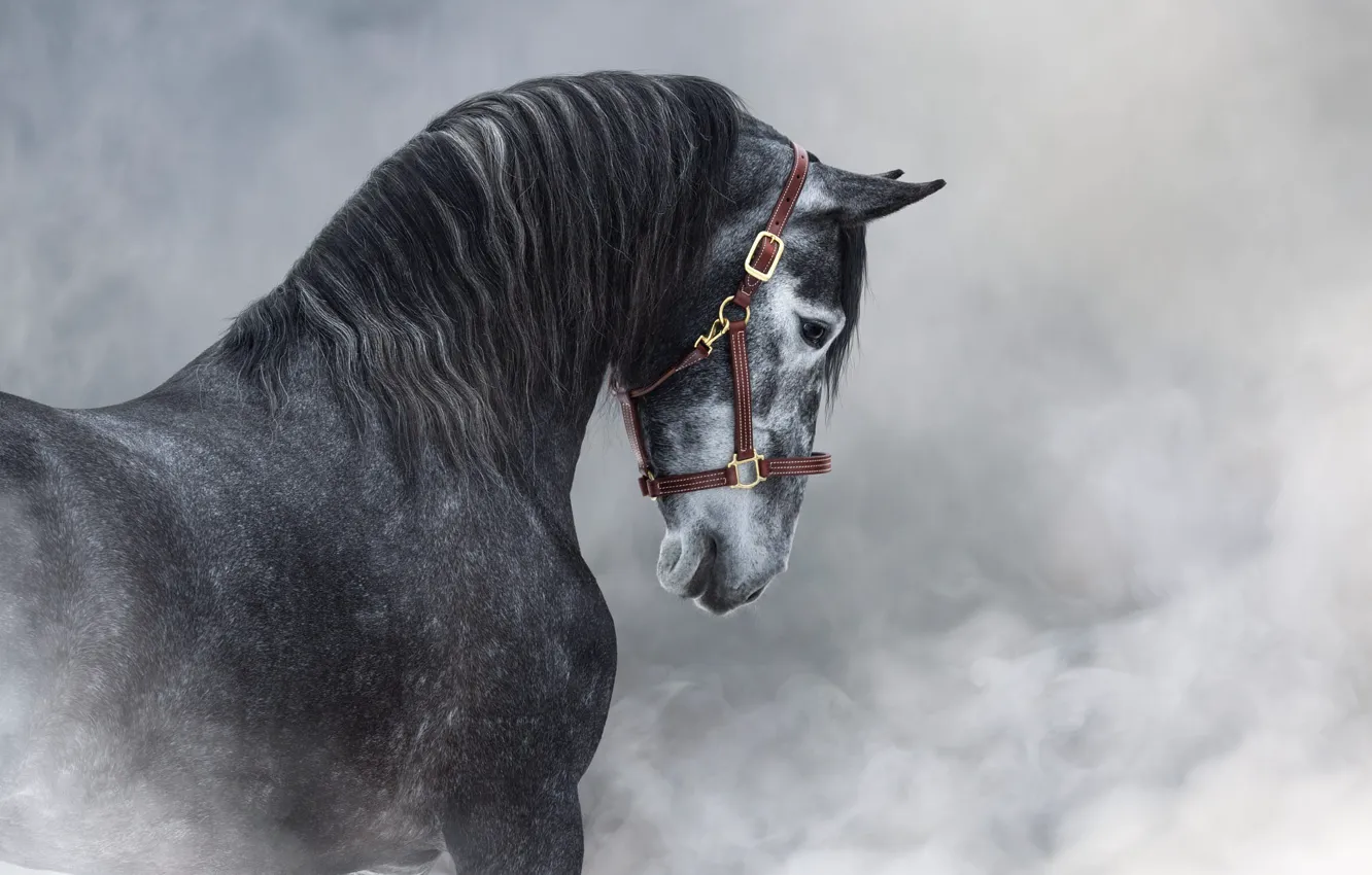 Photo wallpaper face, fog, grey, horse, horse, pair, haze