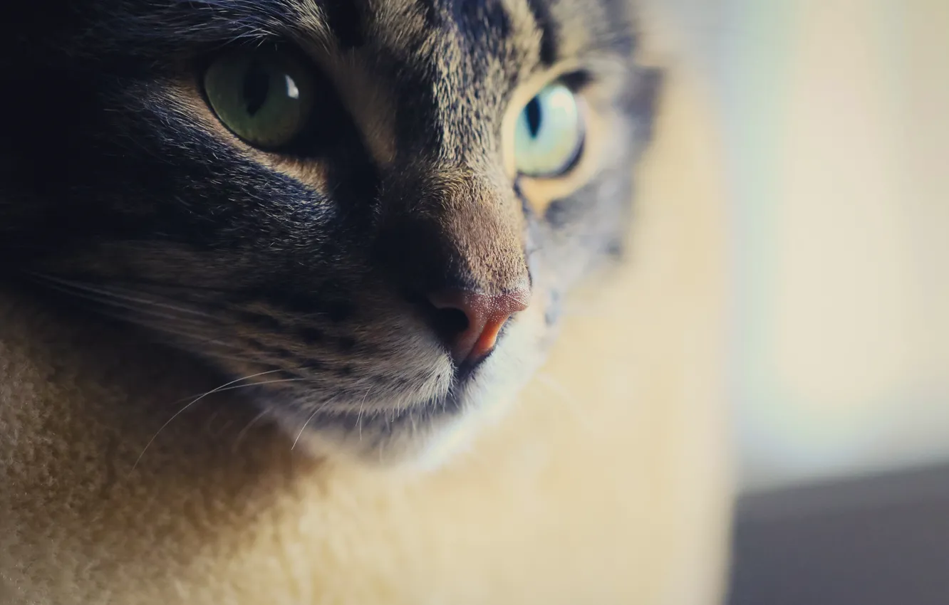 Photo wallpaper cat, eyes, look, face