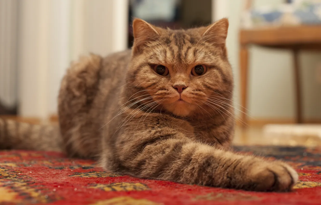 Photo wallpaper cat, cat, look, face, pose, room, carpet, paws