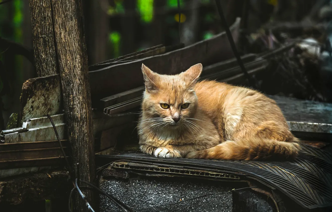 Photo wallpaper cat, cat, the dark background, red, lies, street, stuff