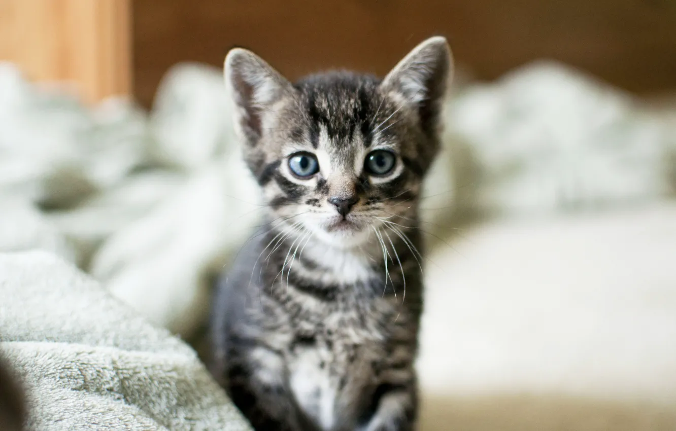 Photo wallpaper look, grey, kitty, cat