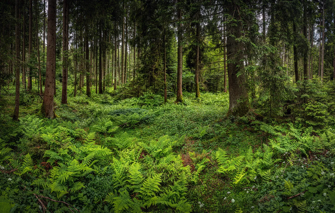 Photo wallpaper greens, forest, summer, trees, branches, thickets, glade, trunk