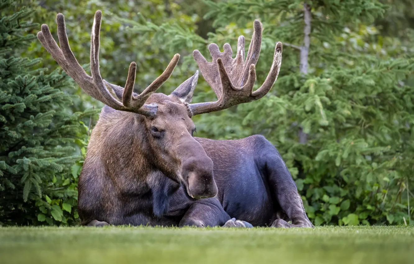 Photo wallpaper forest, look, face, nature, Park, stay, ate, lies