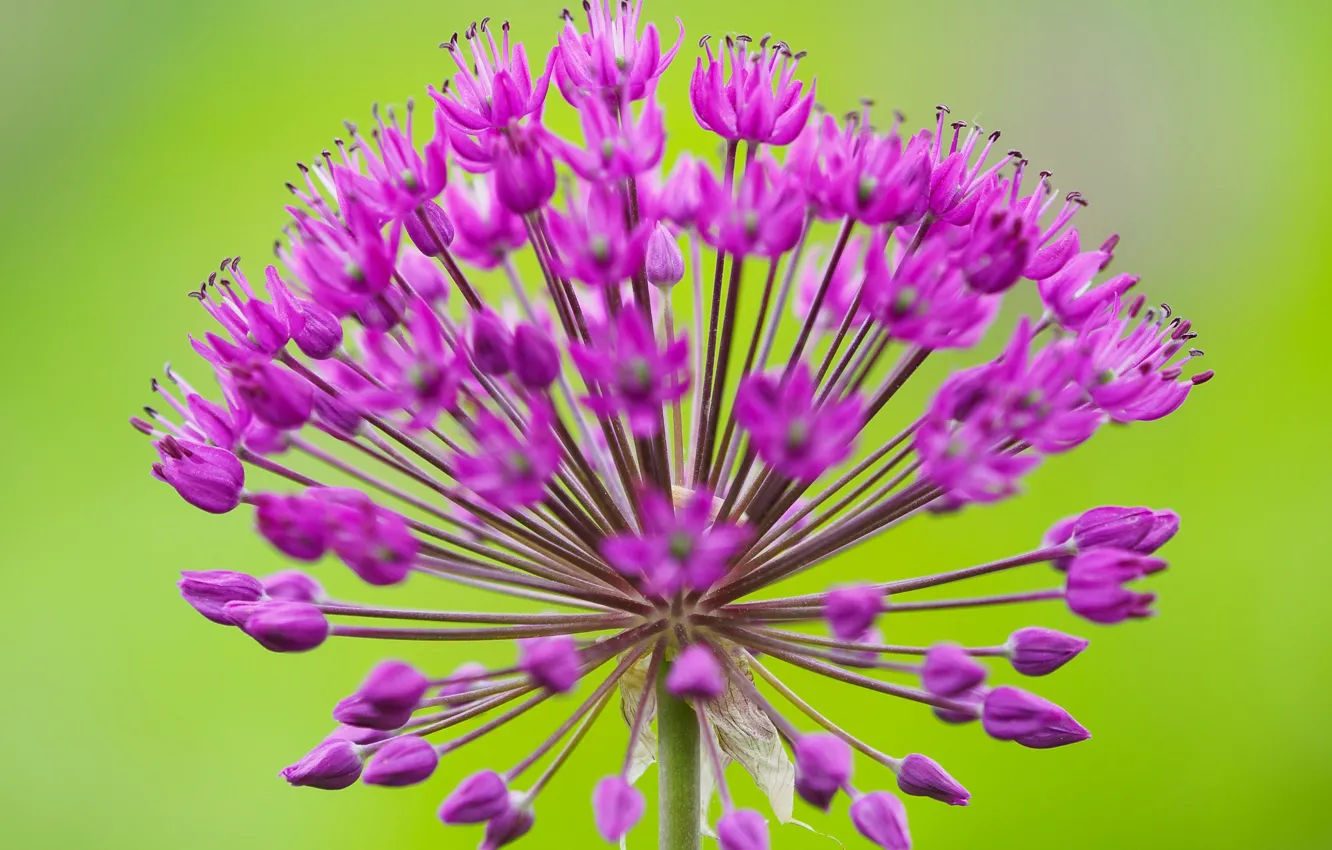 Photo wallpaper macro, bow, inflorescence