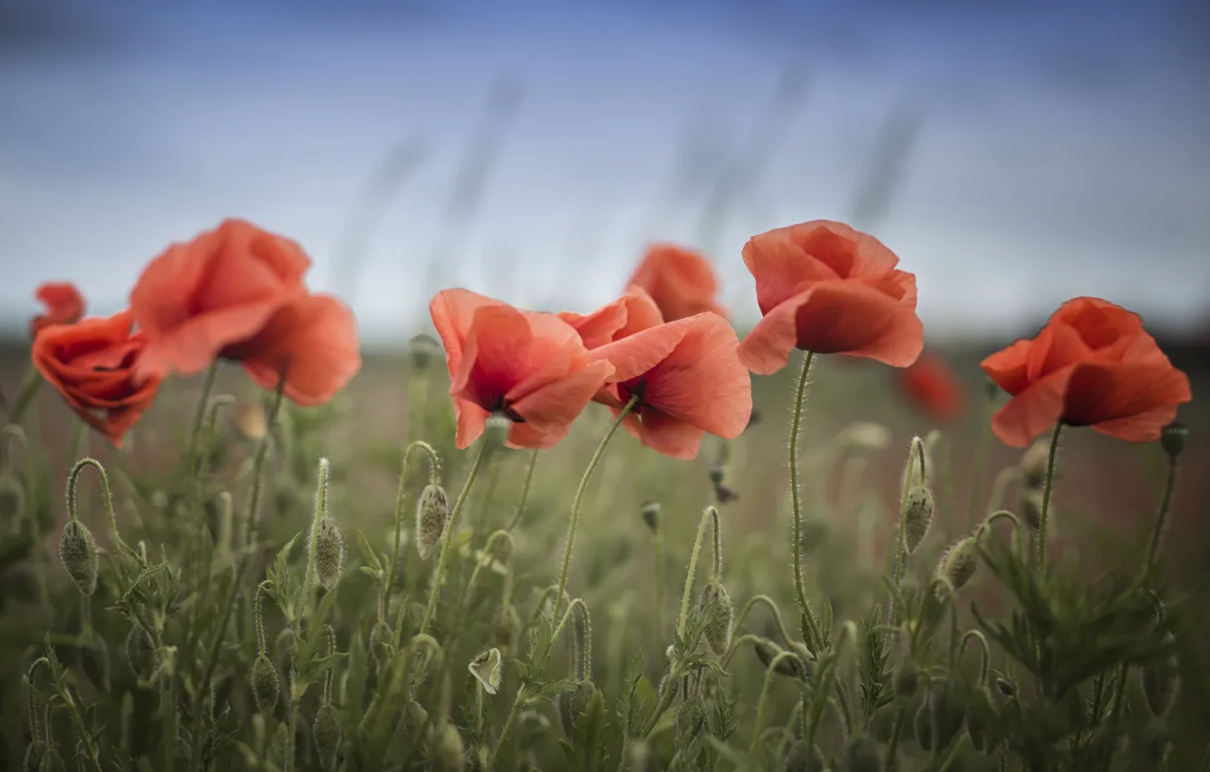 Photo wallpaper the sky, flowers, Maki, buds, poppy field