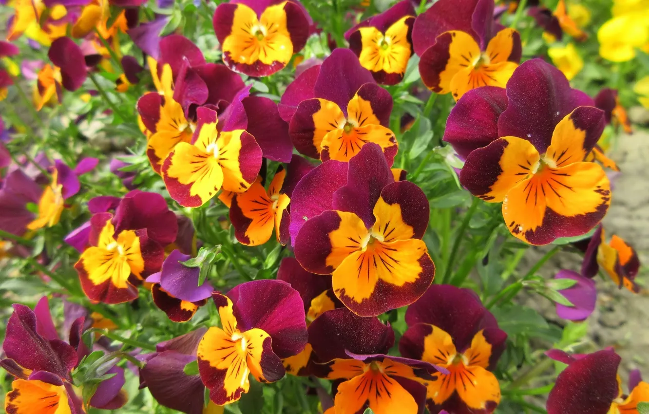 Photo wallpaper flowers, bright, Pansy, spring 2018, Mamala ©