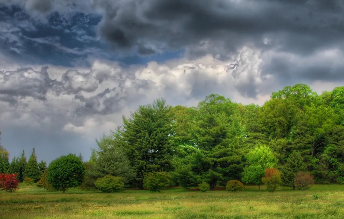 Photo wallpaper forest, sky, trees, nature, clouds