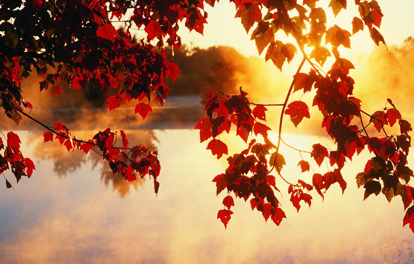 Photo wallpaper autumn, leaves, the sun, rays, light, trees, beauty