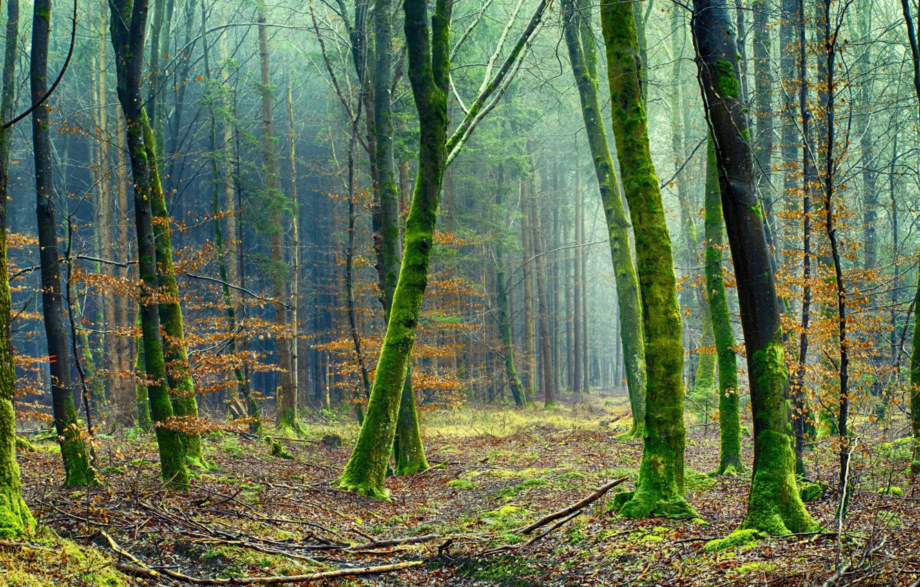 Photo wallpaper Nature, Trees, Forest, Branches, Moss