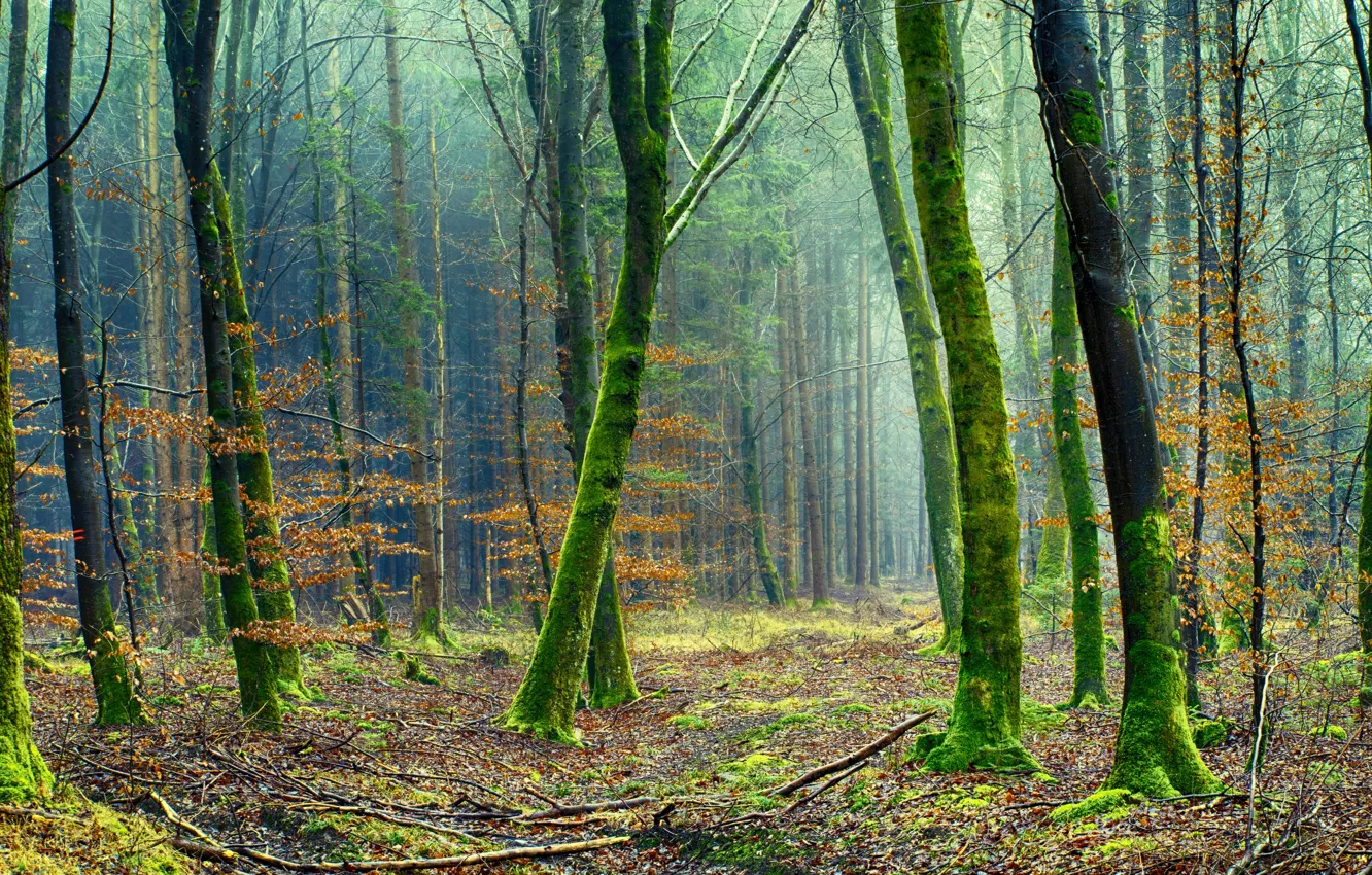 Photo wallpaper forest, trees, branches, nature, moss