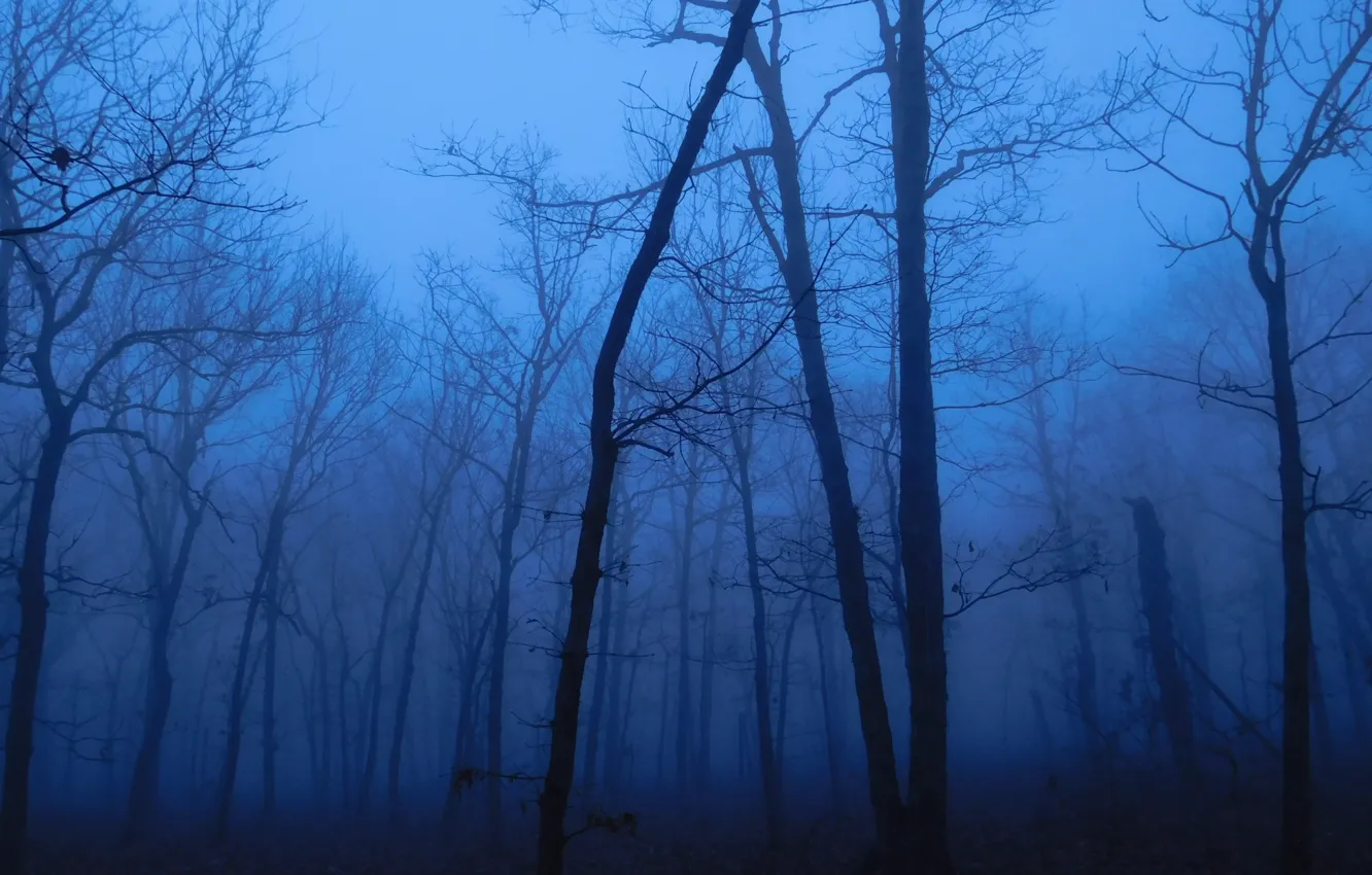Photo wallpaper forest, trees, nature, fog, twilight