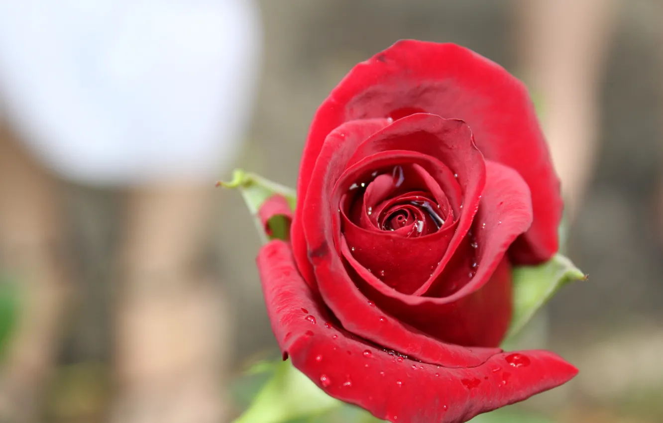 Photo wallpaper flowers, rose, beautiful, red rose
