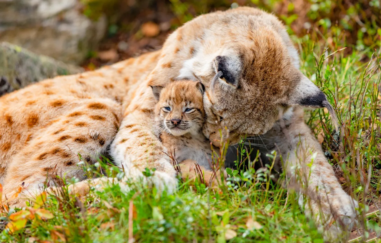 Photo wallpaper pose, lynx, care, lynx, mom, a small lynx