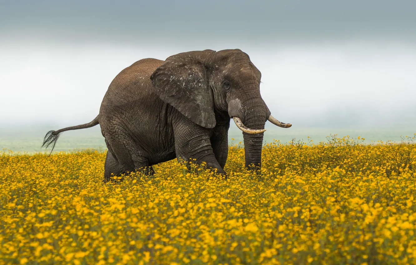 Photo wallpaper field, the sky, flowers, yellow, elephant, meadow